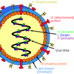 Nipah Virus | Kaigo Home Health