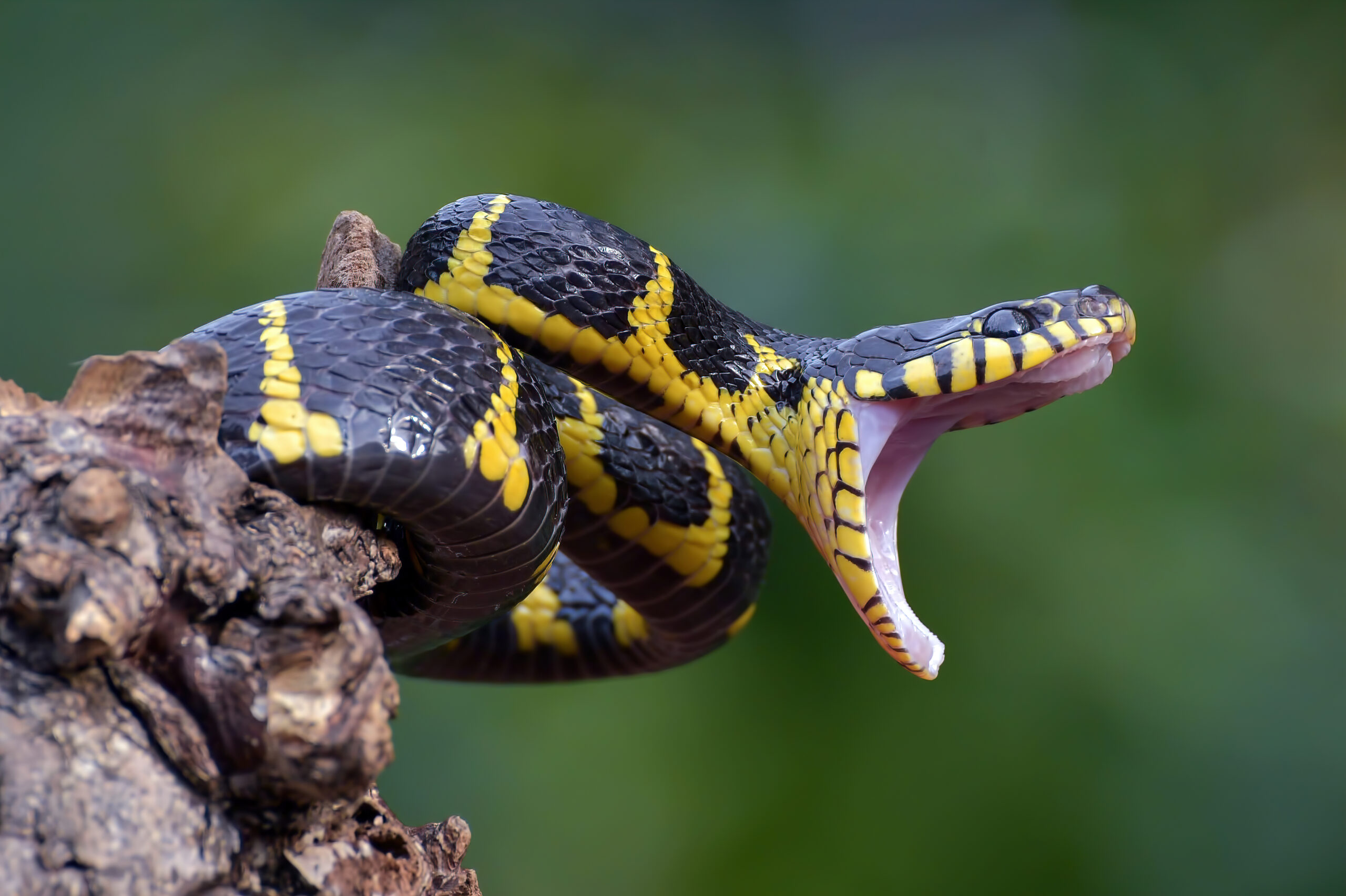 snake bite